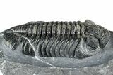 Prone Phacopid (Drotops) Trilobite - Mrakib, Morocco #357345-1